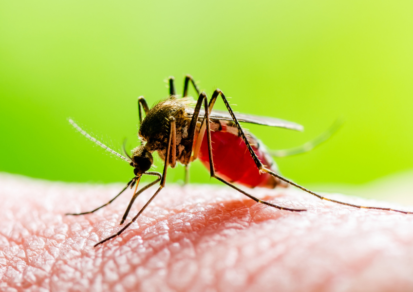Dengue continua sendo um risco à saúde